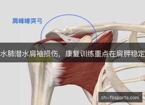 水肺潜水肩袖损伤，康复训练重点在肩胛稳定